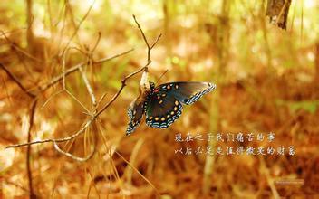 星耀娱乐圈 小说