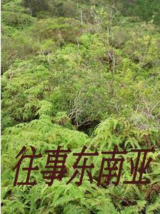 闯入缅北的一群人是谁